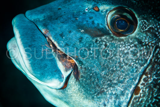 giant sweetlips fish
