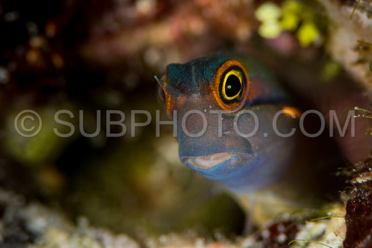 tailspot coralblenny fish