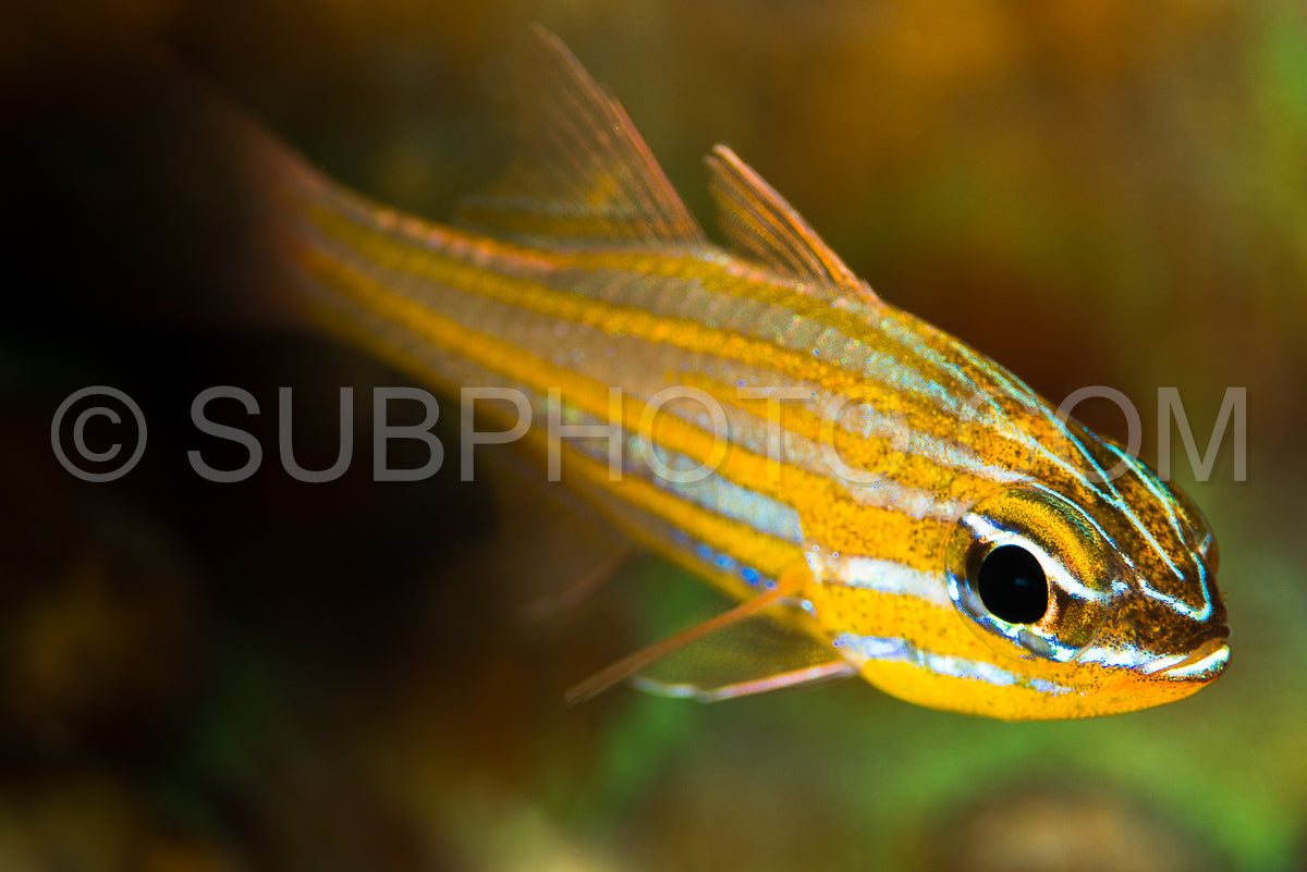 wassinki cardinalfish fish
