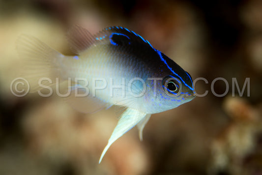juvenile threespot damsel fish