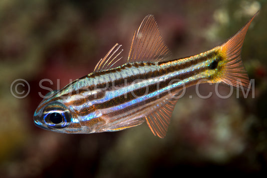 juvenile splitband cardinalfish fish