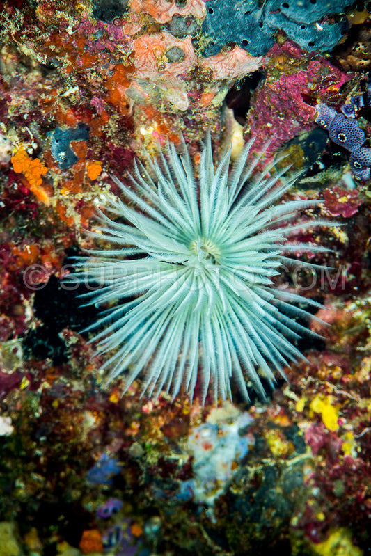 common feather duster worm
