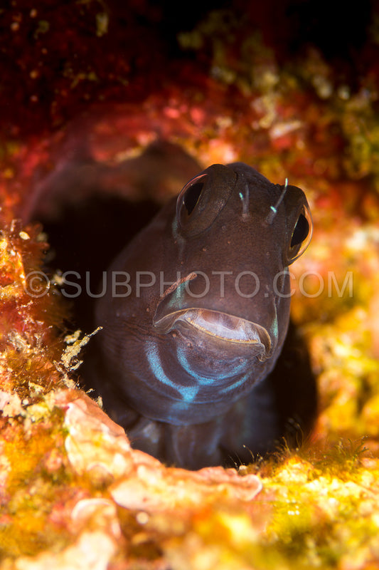 black coralblenny fish hiding in a hole