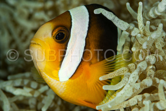 Photo de poisson anémone de clark