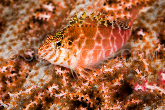 dwarf hawkfish on hard coral
