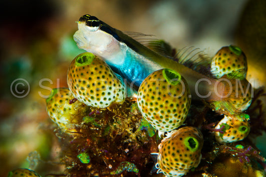 Photo de banda coralblenny fish
