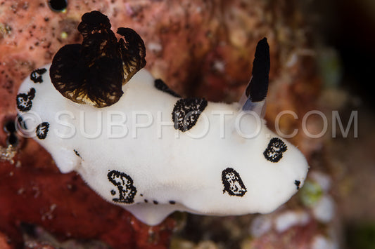 juvenile jorunna funebris nudibranch sea slug