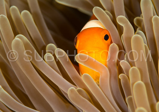 false clown anemonefish- clownfish