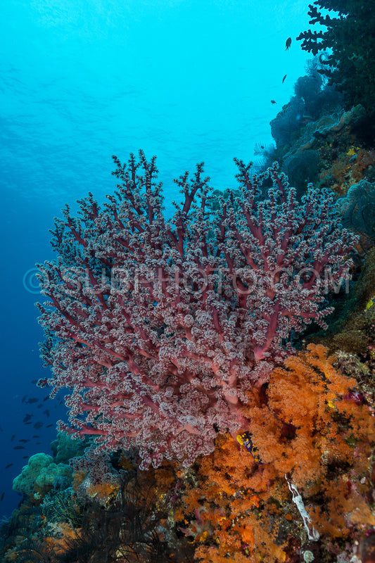 Photo de corail mou sur la pente d'un récif tropical