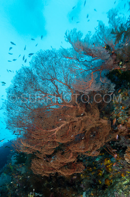 Photo de éventail de mer sur la pente d'un récif corallien avec surface de l'eau visible et poissons