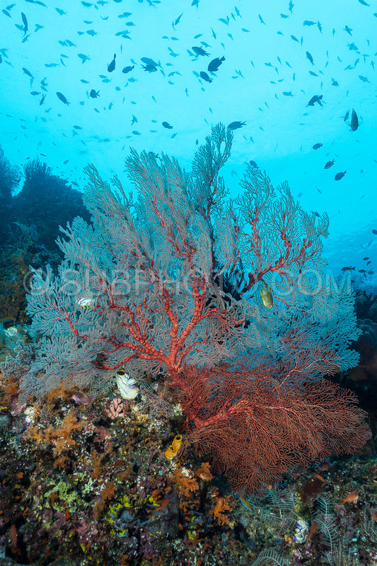 Photo de éventail de mer sur la pente d'un récif corallien avec surface de l'eau visible et poissons