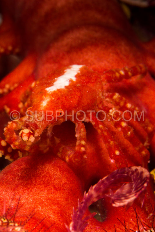 Photo de araignée de mer déprimée