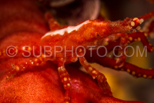 Photo de araignée de mer déprimée