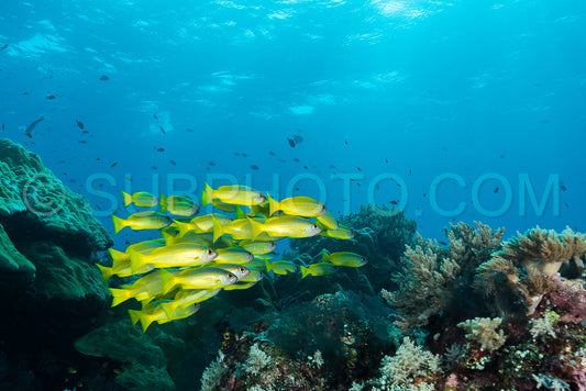 Photo de banc de vivaneaux