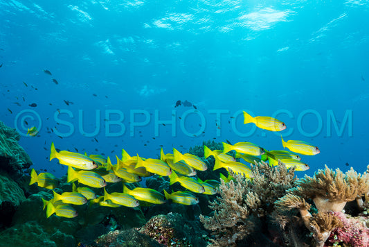 Photo de banc de vivaneaux