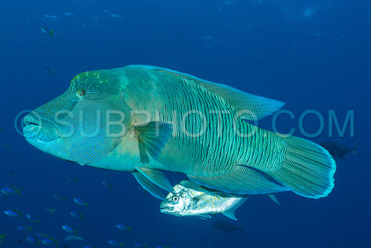 humphead wrasse fish