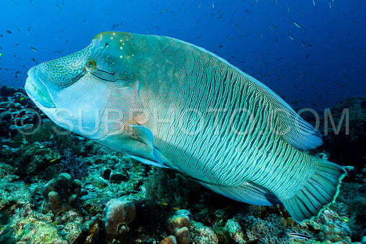 humphead wrasse fish