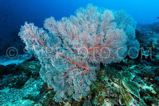 sea fan or gorgonian on the slope of a coral reef with visible water surface and fish