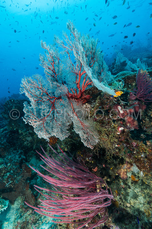 Photo de éventail de mer ou gorgone sur la pente d'un récif corallien avec une surface d'eau visible et des poissons