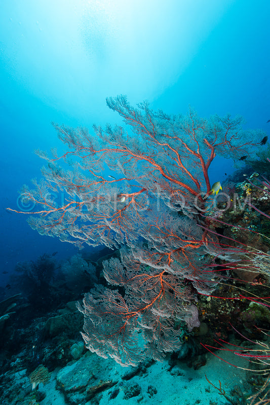 sea fan or gorgonian on the slope of a coral reef with visible water surface and fish