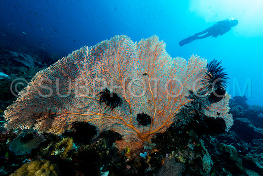 sea fan or gorgonian on the slope of a coral reef with visible water surface and fish and woman diver