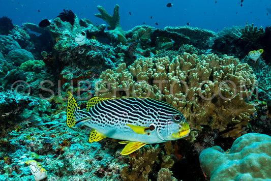 diagonal-banded sweetlips fish