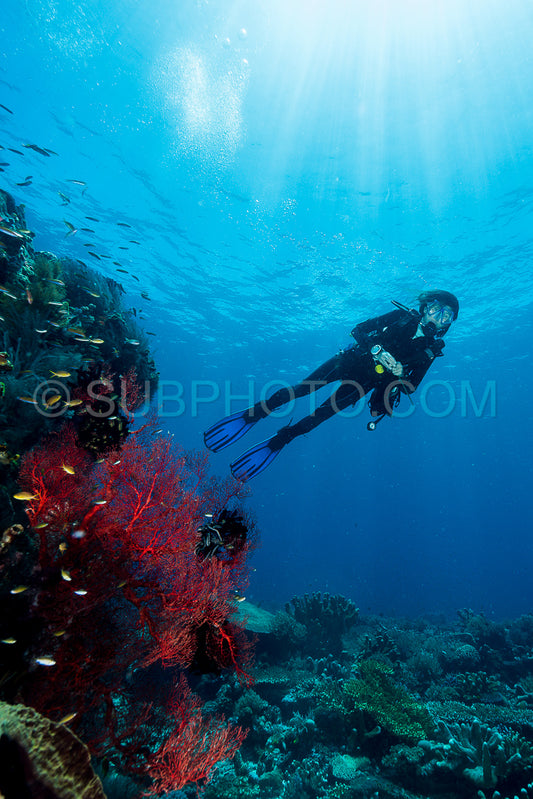 woman diver underwater over a colorful tropical reef with sea fan- coral and sponge in Rajat Ampat- Indonesia