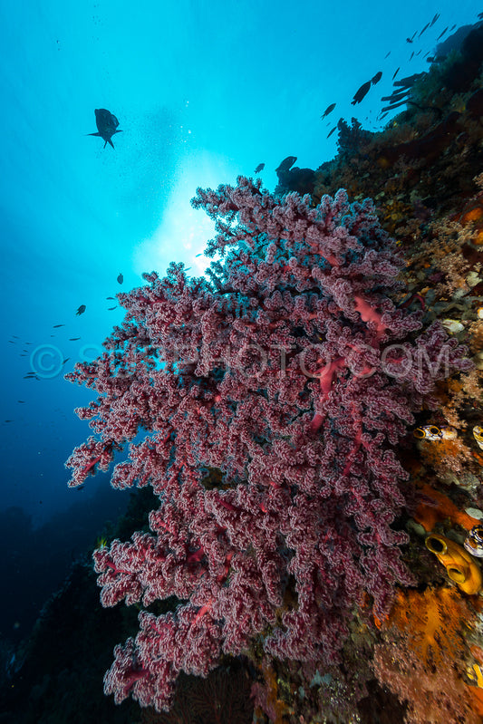 sea fan or gorgonian on the slope of a coral reef with visible water surface and fish and woman diver