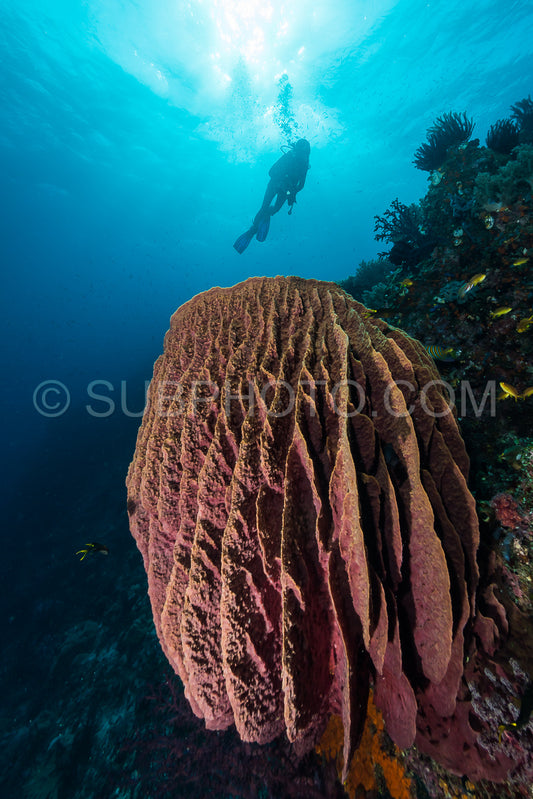 Photo de femme plongeant sous l'eau sur un récif tropical coloré avec des gorgones, des coraux et des éponges à Rajat Ampat, en Indonésie.