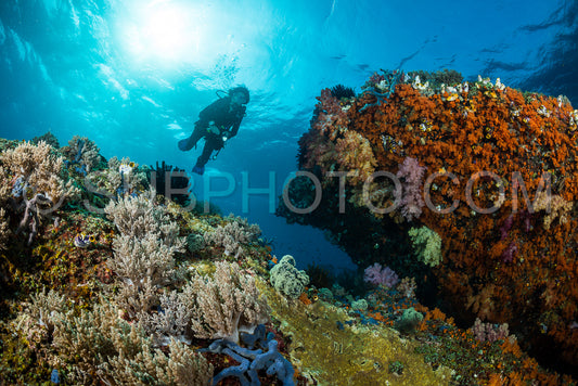 woman diver underwater over a colorful tropical reef with sea fan- coral and sponge in Rajat Ampat- Indonesia