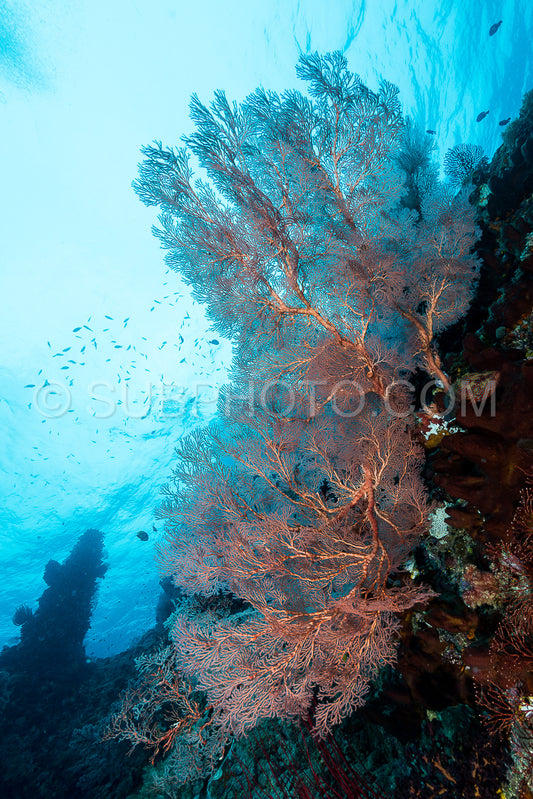 sea fan or gorgonian on the slope of a coral reef with visible water surface and fish