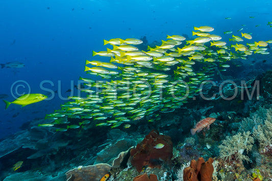Photo de banc de vivaneaux