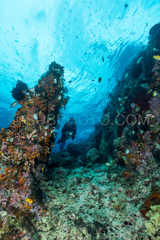 woman diver underwater over a colorful tropical reef with sea fan- coral and sponge in Rajat Ampat- Indonesia