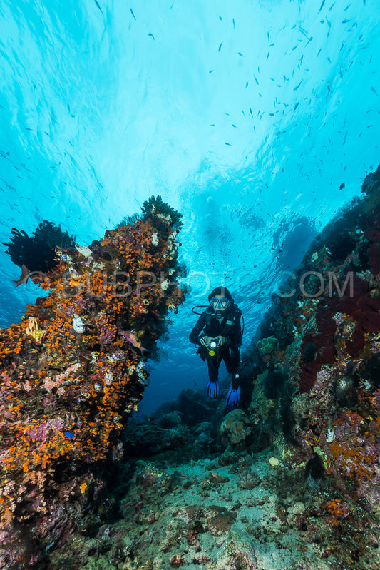 woman diver underwater over a colorful tropical reef with sea fan- coral and sponge in Rajat Ampat- Indonesia