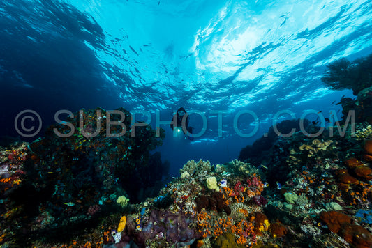 woman diver underwater over a colorful tropical reef with sea fan- coral and sponge in Rajat Ampat- Indonesia