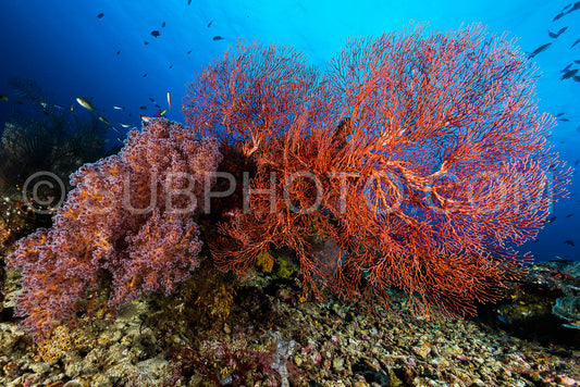 sea fan or gorgonian on the slope of a coral reef with visible water surface and fish and woman diver