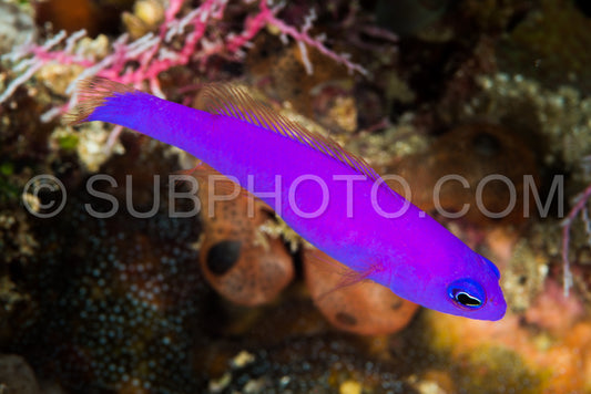 magenta dottyback fish