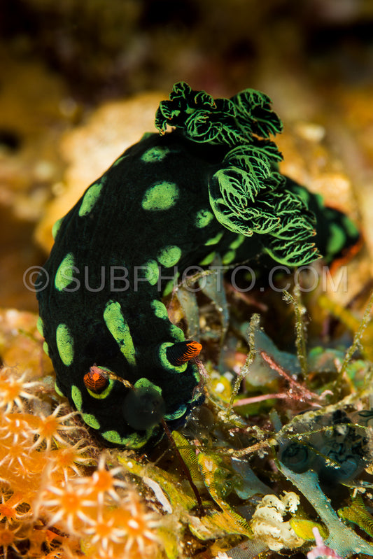 nudibranch nembrotha kubaryana Bergh