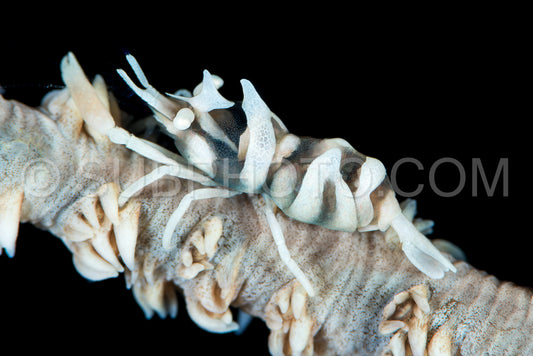 Photo de crevette corail fouettée à anker blanc