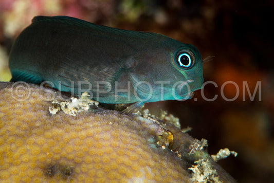 black coralblenny fish