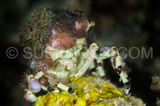 Photo de crabe décorateur corallimorphe