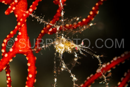 Photo de crabe décorateur indéterminé dans une gorgone rouge