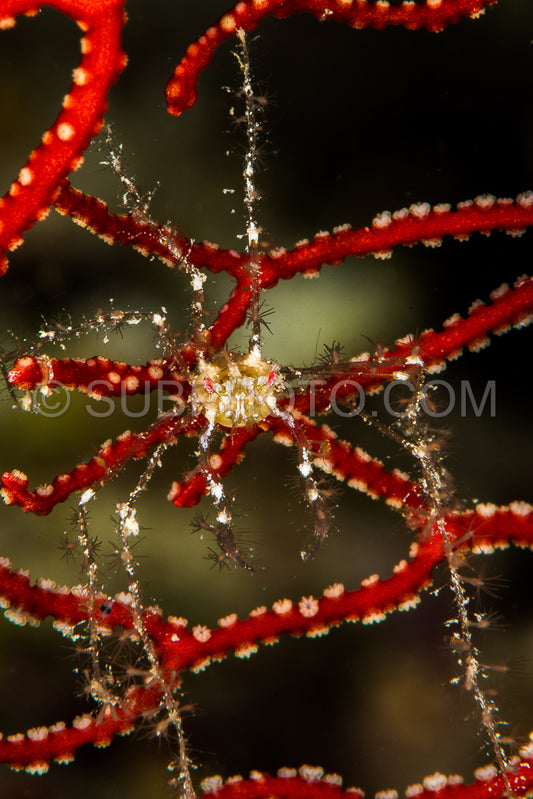 Photo de crabe décorateur indéterminé dans une gorgone rouge