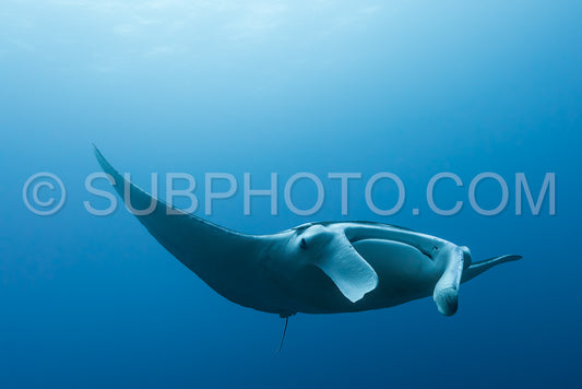 Manta ray flying by in cristal blue water