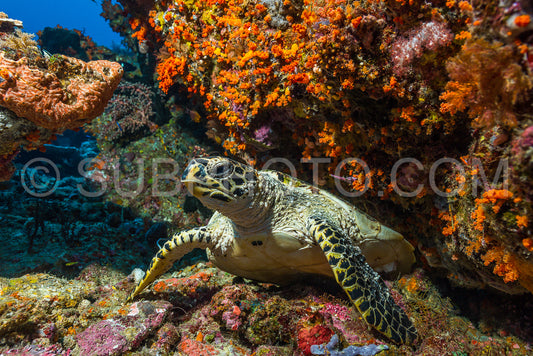 loggerhead sea turtle swimming on a colorful coral reef