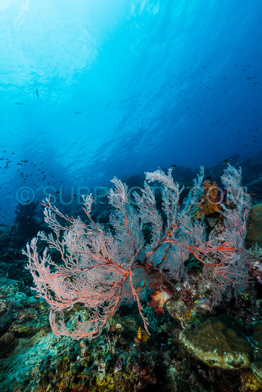 sea fan or gorgonian on the slope of a coral reef with visible water surface and fish
