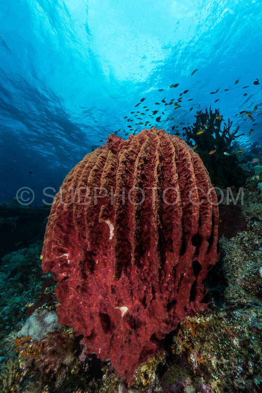 sponge on the slope of a coral reef with visible water surface and fish