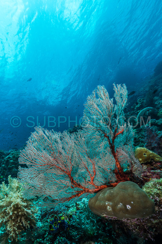 sea fan or gorgonian on the slope of a coral reef with visible water surface and fish