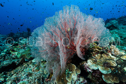 sea fan or gorgonian on the slope of a coral reef with visible water surface and fish