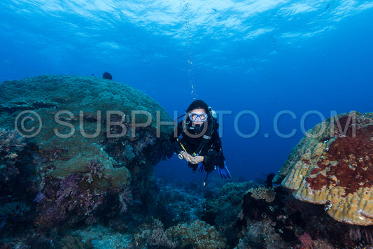 woman diver underwater over a colorful tropical reef with sea fan coral and sponge in Rajat Ampat Indonesia
